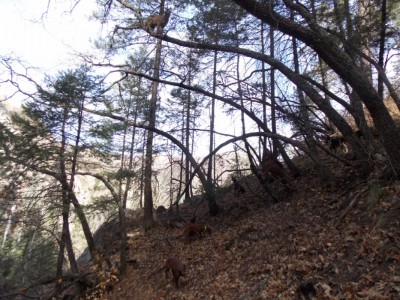 Nice Female lion.JPG