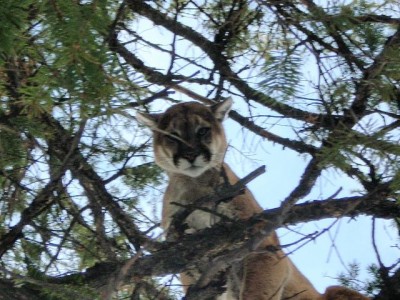 vernal bear hunt 001.jpg