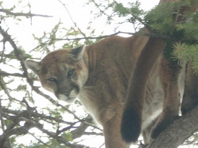 vernal bear hunt 029.jpg