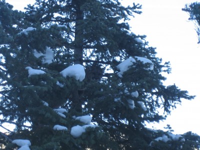 High in the tree.JPG