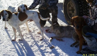 My dog Chief (left dog) and my buddies two others with a coyote we got last winter.