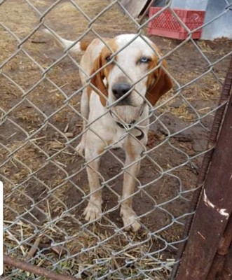 This is my 5 1/2 year old redtick female she has a blue and brown eye
