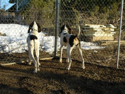 Gascon Pups 2 011.jpg