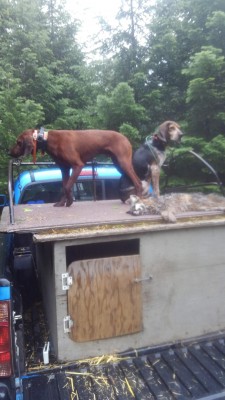 Ridge Running Red and Raisen