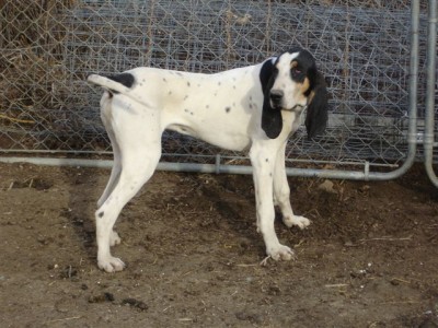 Gascon Pups 2 047.jpg