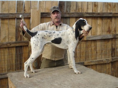 Gascon Pups 2 059.jpg