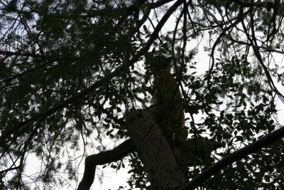 Tom Lion march6 2010.jpg