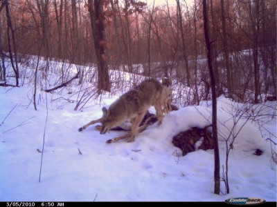 EATING ON ROAD KILLS
