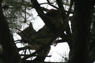 Male bobcat, note twigs and berries