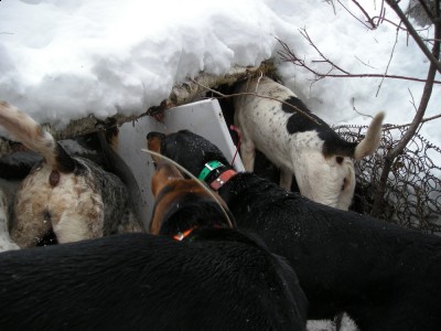 Razor,Gypsy,Raven,,Sadie bayed 2 weeks ago.
