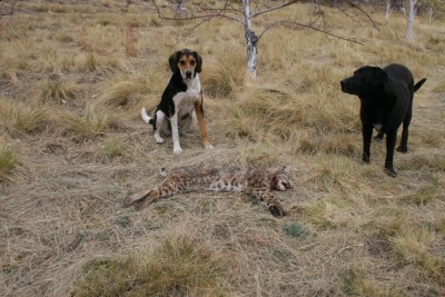 Jake and Buddy with bobcat
