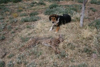 Jake with Bobcat