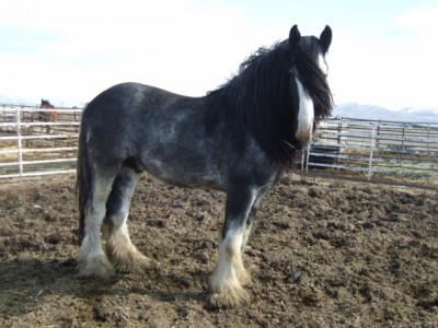 fillies 069 [1600x1200].JPG