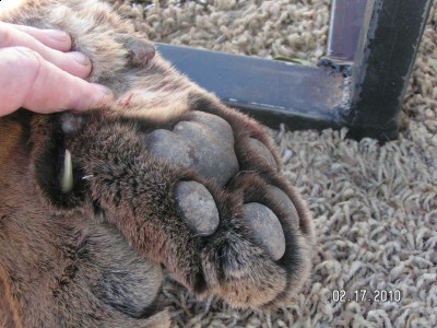 Pretty good foot size on this lion.