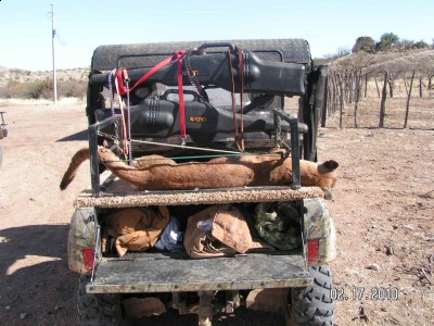 Photo showing lenght of lion body. Width of platform is 56".