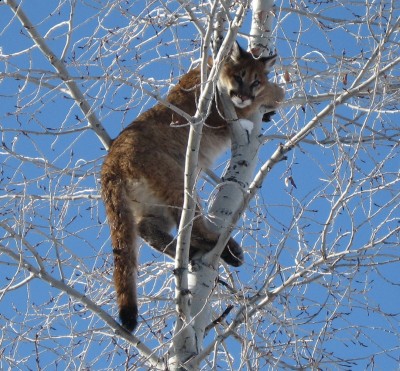 Nogies first lion 009.jpg