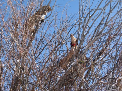 Nogies first lion 028.jpg