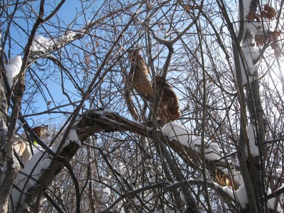 Nogies first lion 026.jpg