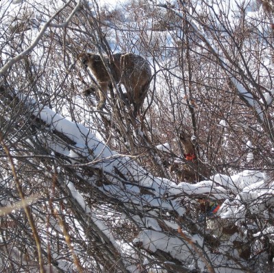 Nogies first lion 024.jpg