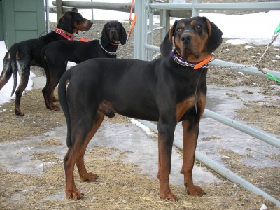 3/4 Cameron 1/4 B&amp;T male w/2yr old Kosnik Female and full Cameron male 14 months