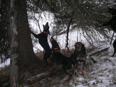 Cameron /Kosnik cross male 4yrs old w/ 14 month full Cameron male and female