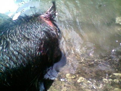 Bayed under a bluff dogs done great job