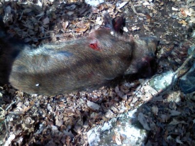 Got bayed in a clear cut