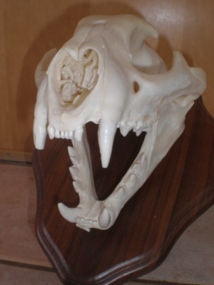 P3190002 [800x600].JPG