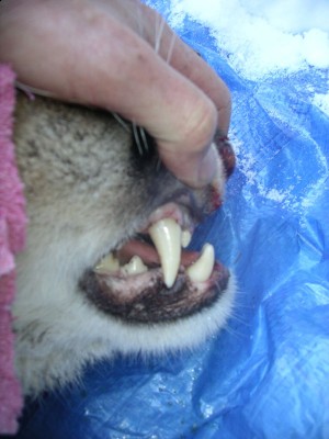 A young tom with a lower jaw that does not match with his top bite