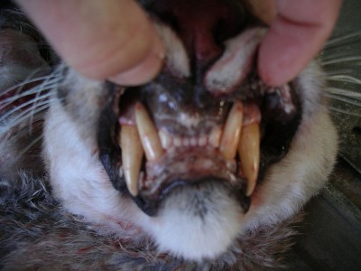 Darryl cat teeth.jpg