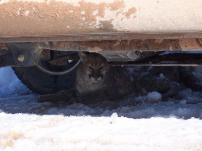 Hayfield lions 004.jpg