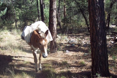 Henry, packing himself