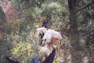 AZ 2009 coues 2.JPG