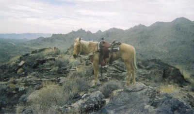a colt wore out from chasing trashy dogs