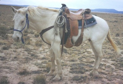 my little white horse on a deer hunt
