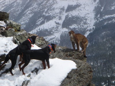 Ol Dan and Sam May 2010 Waterton Park.jpg