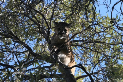Young tom lion caught in march about 2 miles from my house