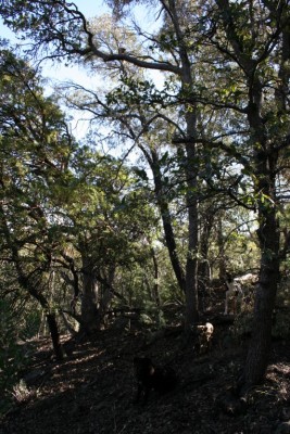 Lion with the dogs that treed him.