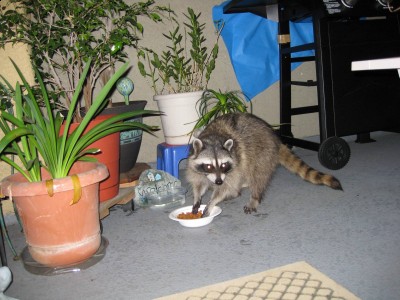 fat raccoon...jpg