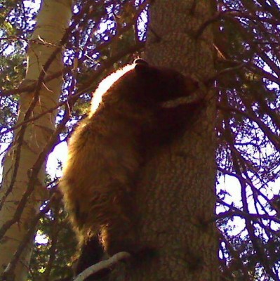 same little boar from opening weekend