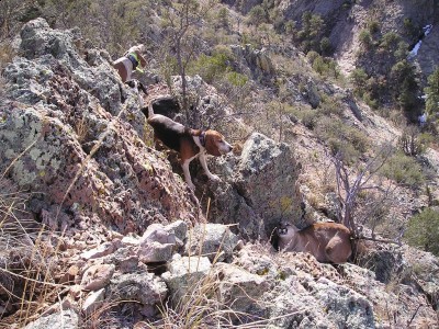 Hunting country 03.JPG