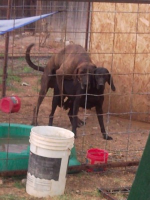 NIMMER AND SWEETIE.jpg