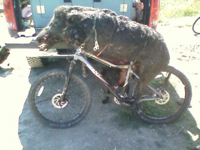 This is a pig we caught last spring on an island draw hunt by the Delta in california.