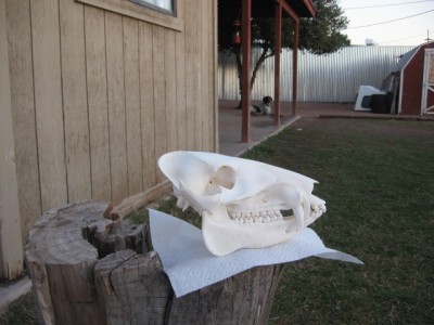 T.J's first skull 001.jpg