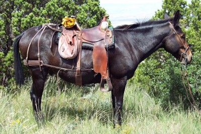 Mule pic 01.JPG