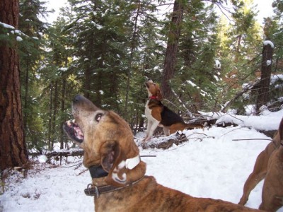 Cat Hunt 09 032[2].jpg