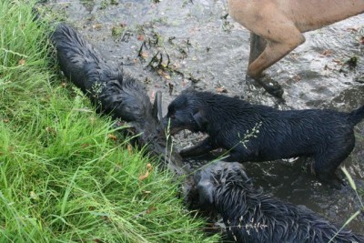 two of my jagds killing a nutria, one 6 month old puppy wondering where he is supposed to bite
