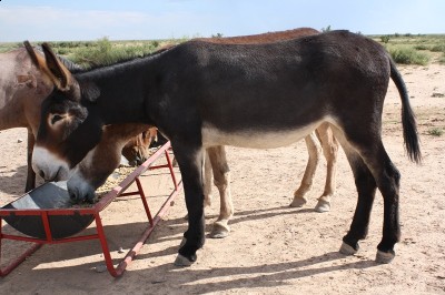 Diamond Jubilee at two years old.jpg