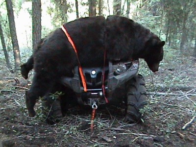 500 lb. Black bear on Grizzly 700.