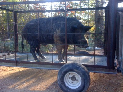 hogs and house 043.JPG